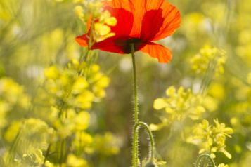 Single red poppy in green grass